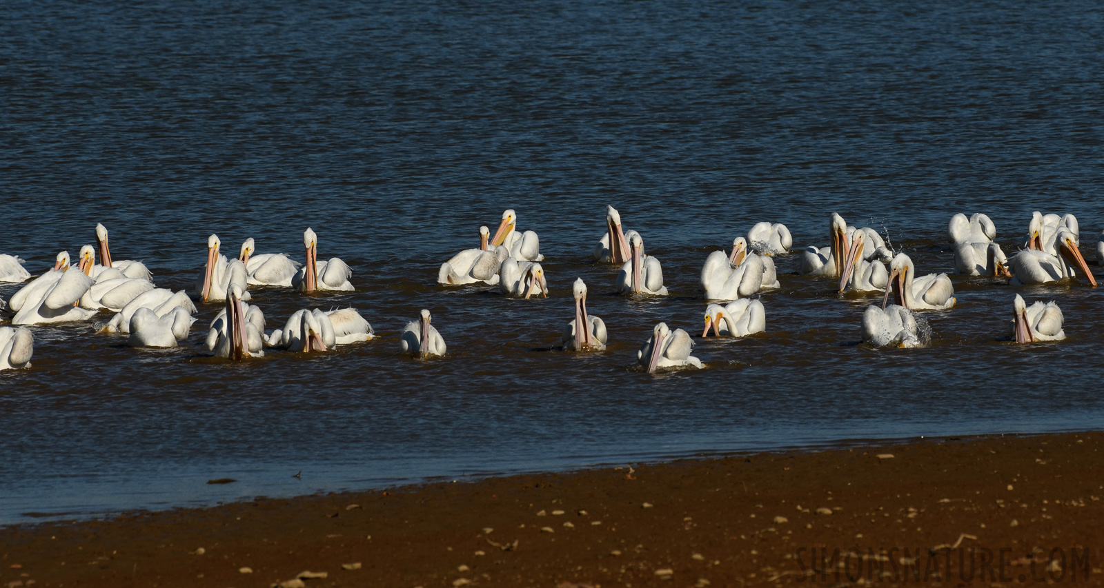 Pelecanus erythrorhynchos [380 mm, 1/2000 sec at f / 10, ISO 400]